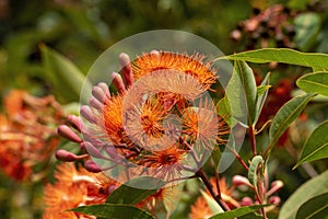 Bright flowers and buds of a flowering gum tree (corymbia ficifolia Baby Orange) photo