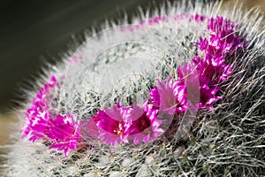 Bright flowers of a cactus Mammillaria