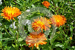 Bright flowers of Calendula officinalis in the summer garden