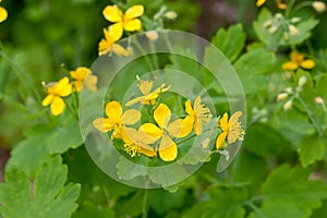 Bright flowers celandine grow in forest on green background