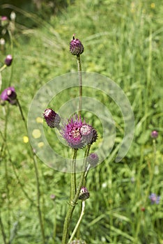 Purple flowers of Cirsium heterophyllum plant photo