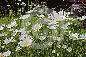 Bright flowers daisies fresh green vegetation in the Park on the lawn in summer