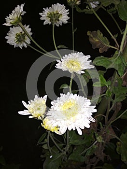 bright flowers and dark nights