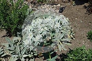 Bright flowers of Euphorbia marginata