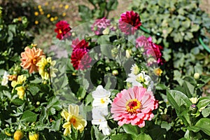 Bright flowers in the garden