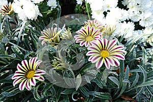 Bright flowers of Gazania rigens `Big Kiss White Flame` in October