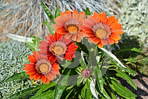 Bright flowers of a gazaniya gatsaniya hardish Gazania rigens L. Gaertn.