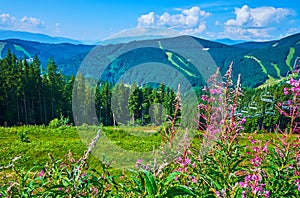 The bright flowers in Gorgany mountains, Bukovel, Carpathians, Ukraine photo