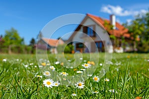 Bright flowers on a green lawn with grass near the house