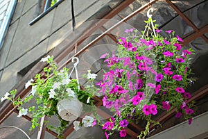 Bright flowers in hanging pots on the windows of a shop and cafe.