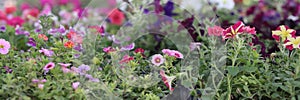 Bright flowers and herbs at flower market closeup