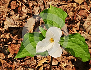 Bright flowers of a large white trillium plant in a spring forest