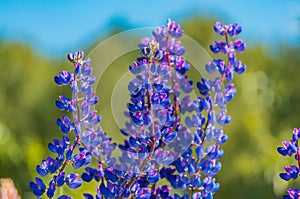 Bright flowers of lupine Lupinus on a sunny summer day. Lupine is used in pharmacology, floriculture, forestry and as animal