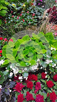 Bright flowers and plants on a flower bed for natural backgrounds.