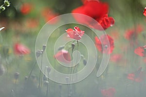 bright flowers of poppies