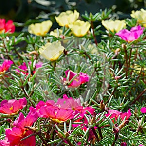 Bright flowers purslane on the flowerbed in the park.