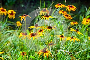 Bright flowers of red and yellow Rudbeckia in the flowerbed. Blooming flowers Rudbeckia Black-eyed Susan flower garden in the