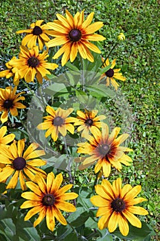 Bright flowers of Rudbeckia hirta Black-eyed Susan, yellow daisy against green grass