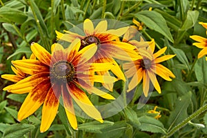 Bright flowers of  rudbeckia  in summer garden. Bright natural background