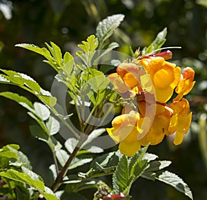 Bright flowers of Tecoma stans Yellow Trumpet Bush.