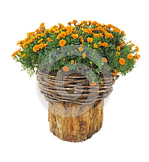 Bright flowers in wicked basket on cut log isolated over white