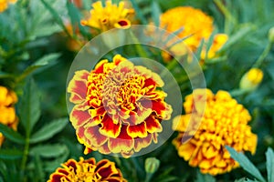 Bright flowers yellow-and-red marigolds on green blurred background.