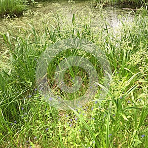 Bright fluffy grass on the background of an overgrown pond on a sunny day