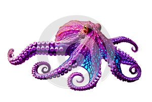 bright fluorescent purple pink multicolored octopus, isolated,cut out