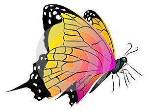 Bright flying butterfly. Realsitic winged animal. Spring symbol