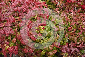 Dwarf nandina domestica shrub