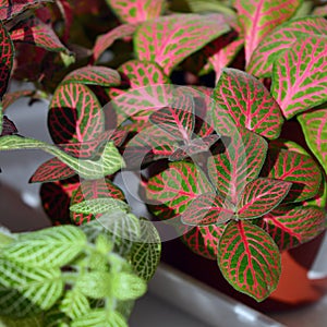 Bright foliage of nerve-plant