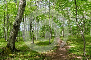 Bright footpath in a deciduous forest with hornbeam trees by summer season