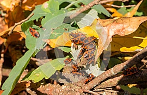 Bright forest insects