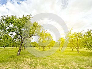 Bright forest landscape