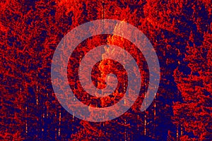 Bright forest in red and blue tones