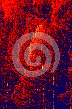 Bright forest in red and blue tones