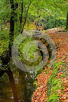 Bright forest river at fall.