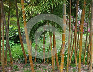 A bright fresh bamboo thicket in a spring park