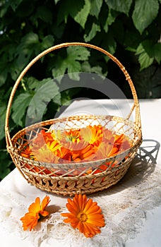 Bright fresh calendula flowers in a basket