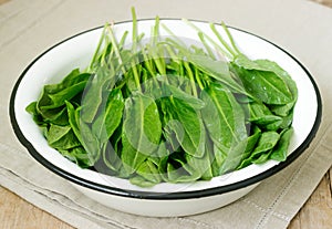 Bright fresh leaves of sorrel in a bowl of water. Rustic style.