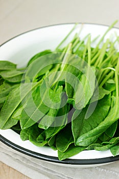Bright fresh leaves of sorrel in a bowl of water. Rustic style.