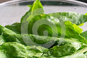 Bright fresh leaves of sorrel in a glass bowl. Rustic style.