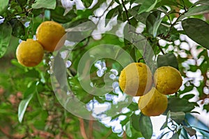 Bright fresh lemon hanging on a tree branch