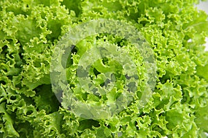 Bright fresh lettuce leaves close up