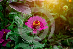 Bright fresh pink and orange Common Zinnia Molino flower blossom in the meadow on grass field background