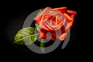 bright fresh red rose flower isolated over black background