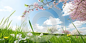 Spring background with grass and blue sky