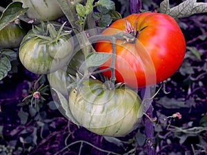 Bright fresh tomatoes ripen in the garden