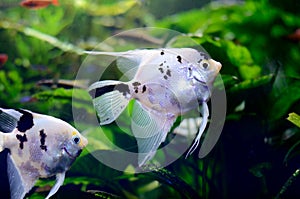 Bright freshwater background with pterophyllum fishes in aquarium