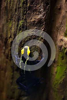 Bright frog crawling on tree